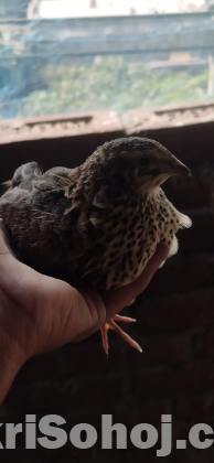 কোয়েল পাখি